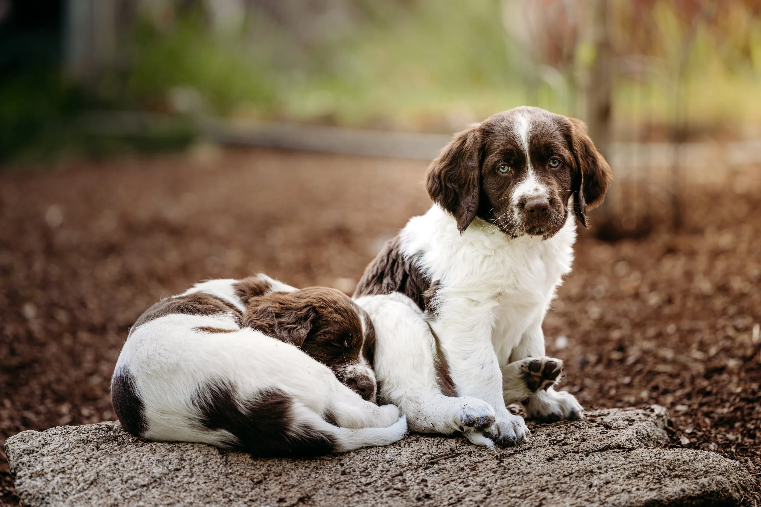 What to Expect in a Two Gun Pup — Two Gun Kennels: Drentsche What to Expect in a Two Gun Pup — Two Gun Kennels: Drentsche
